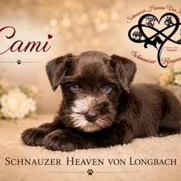 Cami AKC - Liver female Miniature Schnauzer puppy in Pelzer, South Carolina from Schnauzer Heaven Von Longbach