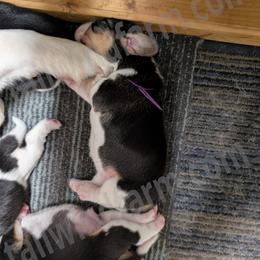 Violet - Black tan and white female Beagle puppy in Vallejo, California from Tailwindfarm