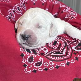 Waldo Baby - Light golden male Golden Retriever puppy in Paola, Kansas from Risa’s Goldens