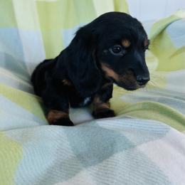 Boy 3 - Black and tan male Dachshund puppy in Oklahoma from DRB Dachshunds