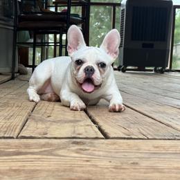 Lily - Cream female French Bulldog puppy in Tulsa, Oklahoma from EvergreenEliteKennel