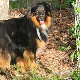 Scrappy - Black tri-color Australian Shepherd puppy in Floresville, Texas from Thundering Hooves Ranch's Australian Shepherds