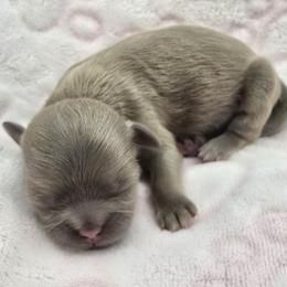 Lavender Female - Lilac female Shih Tzu puppy in Oakville, Washington from Garrard Creek Shih Tzus
