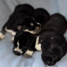 Male 2 (white around muzzle) - Black and white male Siberian Husky puppy in Doswell, Virginia from Shinko Siberians