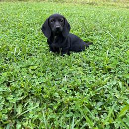 Mila - Black female Dachshund puppy in Milroy, Pennsylvania from Not Your Average Weiner