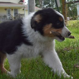 Girl 2 - Black tri-color Australian Shepherd puppy in Muscatine, Iowa from Horten K-9 Wiggles