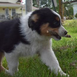 Girl 2 - Black tri-color Australian Shepherd puppy in Muscatine, Iowa from Horten K-9 Wiggles