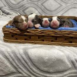 Miniature Australian Shepherd and Toy Australian Shepherd Puppies from Cherry Grove Kennel