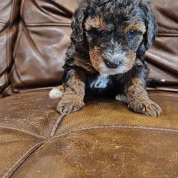 Mr. Giggles - Merle male Bernedoodle puppy in Decatur, Georgia from So Adoodable