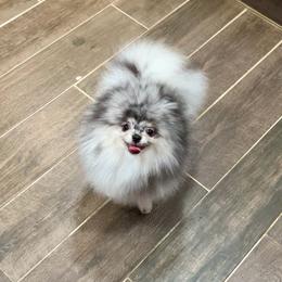 Titan - Blue merle male Pomeranian puppy in Hot Springs, Arkansas from Pomeranian Empire