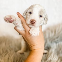 Poodle Puppies from LeBaron Standard Poodles