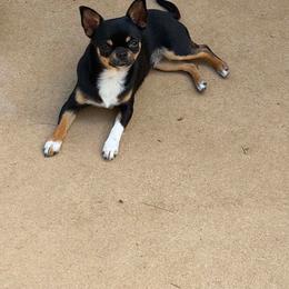 Shock ( she will need luxated patella surgery) sold at a low cost due to this - Black and tan female Chihuahua puppy in East Syracuse, New York from Blissful’s Chihuahuas