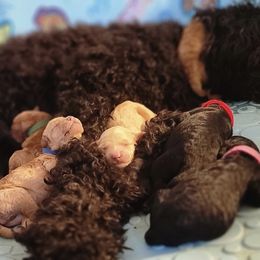 Goldendoodle Puppies from CT Doodlez