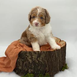 Girl 2 - Red merle female Aussiedoodle puppy in Manteca, California from Silva Ranch Doodles