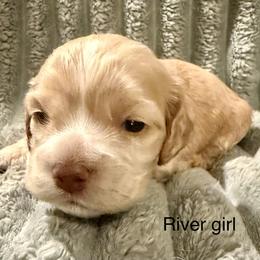 River - Buff female Cocker Spaniel puppy in Sumter, South Carolina from Cocker Eclipse In Home Kennel