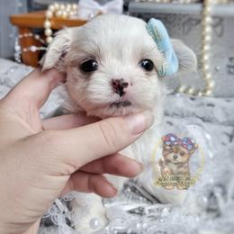Korean Glen - White and tan male Mal-Shi puppy in Barren Springs, Virginia from Seeking Shalom Acres Maltese, Maltipoos & Havamalts