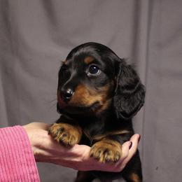 Shad - Black and tan male Dachshund puppy in Liberty, Texas from Sweetnlow Dachshund (Doxies)