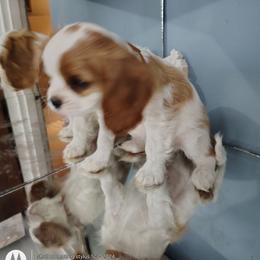 Bobo - Blenheim male Cavalier King Charles Spaniel puppy in Phoenix, Arizona from Royal Desert Cavaliers