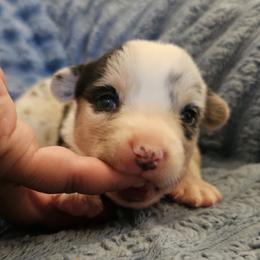 AKC Cardigan Boy 'Summit - Blue merle and white male Cardigan Welsh Corgi puppy in Tombstone, Arizona from WeVolution Off-Grid
