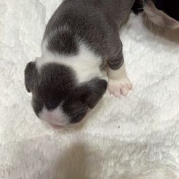 Boston Terrier Puppies from Candi's Boston Terriers