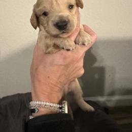 Boy 2 - Cream male Dachshund puppy in La Marque, Texas from Sweet Southern Dachshunds