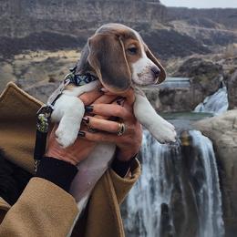 Beagle Puppies from Homegrown Beagles
