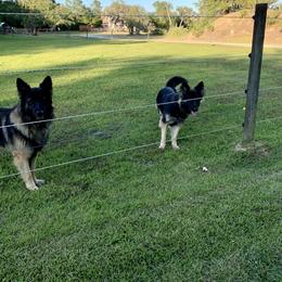 German Shepherd and Miniature American Shepherd Puppies from Bouchard’s Best Shepherds
