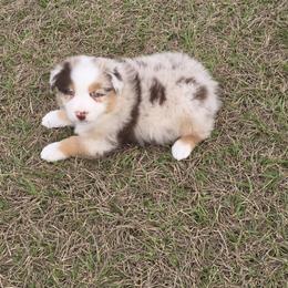 Boy 1 - Red merle male Australian Shepherd puppy in Lakeland, Florida from Diamond P Australian Shepherds