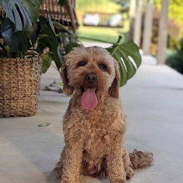 Hazel - Red female Cockapoo puppy in Newmanstown, Pennsylvania from Greta's Cockapoos