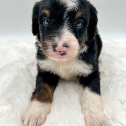 Pine - Tri-color male Bernedoodle puppy in Sunman, Indiana from Brunsman Country Doodles LLC