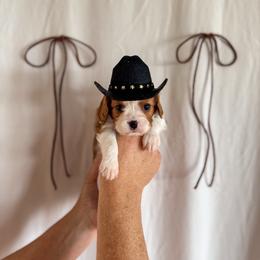 Wrangler - Blenheim male Cavalier King Charles Spaniel puppy in Vaughn, Montana from Alpine Cavaliers