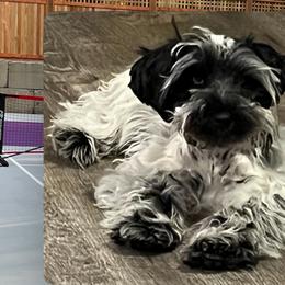 Petra Rosanna (Petie) - Parti female Miniature Schnauzer puppy in Port Orchard, Washington from Silver Bells Miniature Schnauzers