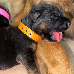 Orange Girl  (Assign on Pick up) - Black and red female German Shepherd puppy in Davie, Florida from Vom Broward Haus