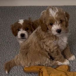 Boy 2 - Red  male Goldendoodle puppy in Newaygo, Michigan from West Michigan Doodles and Poodles