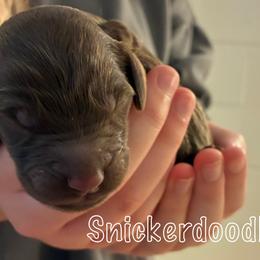 Goldendoodle Puppies from Lena’s “Baby Beans” and “Christmas Cookies”