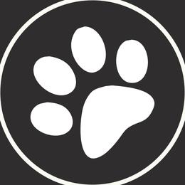 Luna - Siberian Husky