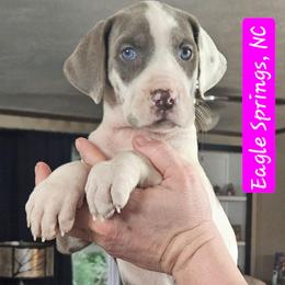 Amelia - Harlequin female Great Dane puppy in Biscoe, North Carolina from Clouser's Bodacious Danes & Miniature Schnauzers