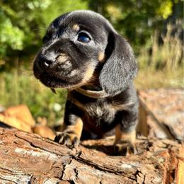 Gravy - Black and tan male Dachshund puppy in Delano, Tennessee from Olive Branch Acres