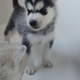 Pomsky Puppies from Peoria Pomskies