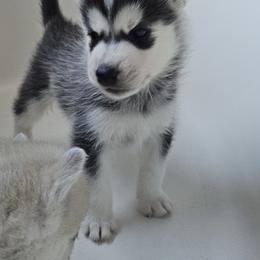Pomsky Puppies from Peoria Pomskies