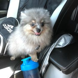Pomeranian Puppies from Annie’s Animated AKC Pomeranians