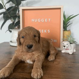 Goldendoodle and Golden Retriever Puppies from Polk Pups