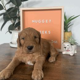 Goldendoodle and Golden Retriever Puppies from Polk Pups