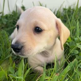 Skipper - Cream male Dachshund puppy in Bremen, Georgia from Asapp’s Sweet and Spicy Dachshunds