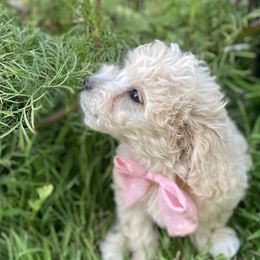 Muffy - Goldendoodle