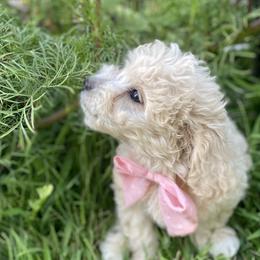 Muffy - Goldendoodle