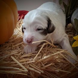 Australian Labradoodle Puppies from Doodle Inn Labradoodles