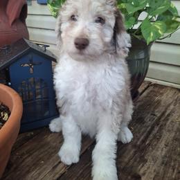 Aussiedoodle and Miniature Australian Shepherd Puppies from Aussies Acre