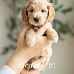 Meadow - Apricot female Goldendoodle puppy in Acton, Maine from Silver Pines Pups