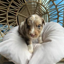 Sven - Red merle male Australian Shepherd puppy in Grants Pass, Oregon from Carmel Mountain Aussies